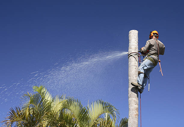 Best Residential Tree Removal  in North Wildwood, NJ