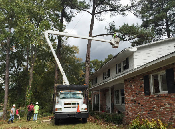 Best Tree Cabling and Bracing  in North Wildwood, NJ