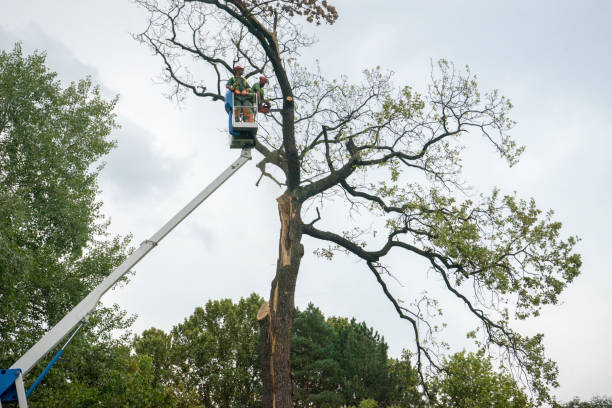 Best Tree and Shrub Care  in North Wildwood, NJ