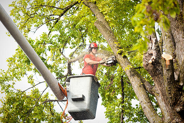 Best Storm Damage Tree Cleanup  in North Wildwood, NJ